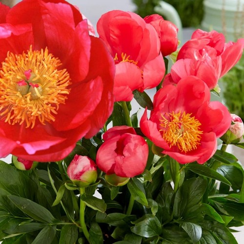 Paeonia lactiflora 'Oslo' - Valgeõieline pojeng 'Oslo' C7/7L